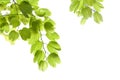 Green leafs isolated