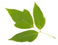Green leafs isolated on a white Royalty Free Stock Photo