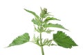 Green leafs of nettle Royalty Free Stock Photo