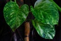 green leafs at the night