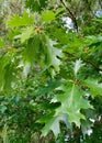 green leafs oak on tree Royalty Free Stock Photo