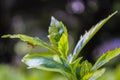 Spider leafe rider Royalty Free Stock Photo