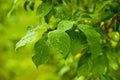 Green leafs after rain Royalty Free Stock Photo