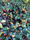 Green leafs with red unedible fruits - background. Royalty Free Stock Photo