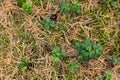 Green leafs of red whortleberry on the dry pine needles and moss background at autumn