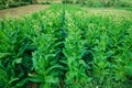 Green leafs tobacco in farm Royalty Free Stock Photo