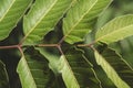 Green leafs in tropical. Top view. Flat lay. Nature background Royalty Free Stock Photo