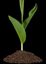 Green leafs of tulip flower growing from heap of soil, isolated on black background