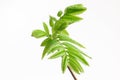 Green leafs at the twig rowan berry. Royalty Free Stock Photo