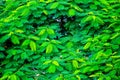 Green leafs wallpaper for background