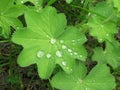Green leafs and water drops. Royalty Free Stock Photo