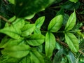 The green leafs of Wrightia religiosa Royalty Free Stock Photo