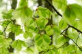 Green leafs Royalty Free Stock Photo