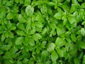 Green Leafy Background