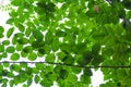 Green leafy background