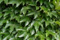 Green leafy background. Weaving ivy plant. Leaves of Japanese Ivy or Boston ivy Vitaceae Parthenocissus tricuspidata Royalty Free Stock Photo