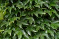 Green leafy background. Weaving ivy plant. Leaves of Japanese Ivy or Boston ivy Vitaceae Parthenocissus tricuspidata Royalty Free Stock Photo