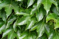 Green leafy background. Weaving ivy plant. Leaves of Japanese Ivy or Boston ivy Vitaceae Parthenocissus tricuspidata