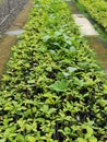 green leafy balsa wood tree seedlings