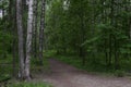 Green, leafy birch forest road trail z Royalty Free Stock Photo