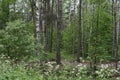 Green, leafy birch forest road trail z Royalty Free Stock Photo