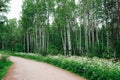 Green, leafy birch forest road trail z Royalty Free Stock Photo