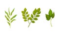 Green Leafy Branches and Foliage with Stem and Veins or Fibers Vector Set