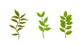 Green Leafy Branches and Foliage with Stem and Veins or Fibers Vector Set