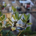 Green Leafy Bush Branches with Red Berries Royalty Free Stock Photo