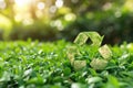 Green leafy field with green recycling symbol in middle Royalty Free Stock Photo