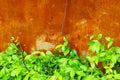 Green Leafy Shrub and Rusted Steel Wall Royalty Free Stock Photo