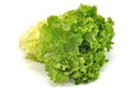Green Leafy Lettuce