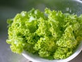 Green leafy lettuce for cooking