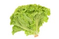 Green Leafy Lettuce