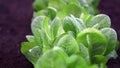 Green Leafy Lettuce