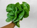 Green Leafy Pak Choi Vegetable