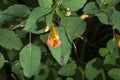 Orange cone shaped flower