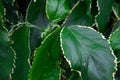 Green leafy plant. Green leafy plant suitable for texture or background