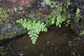 Green Leafy Plants above a Levada in Madeira, Portugal