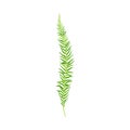 Green Leafy Stem or Stalk with Foliage and Veins Vector Illustration