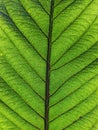 a green leafy texture with well defined veins
