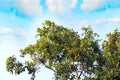 Green Leafy Tree Crown and Cloudy blue sky. Nature concept. Royalty Free Stock Photo