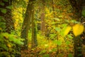 Green leafy tree in the depths of the forest