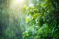 Green Leafy Tree in the Rain Royalty Free Stock Photo