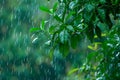 Green Leafy Tree Standing in the Rain Royalty Free Stock Photo