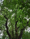 Green Leafy Tree