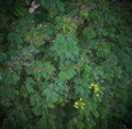 GREEN LEAFY TREE WITH YELLOW FLOWER
