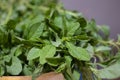 Green Leafy Vegetable of Amaranth Species