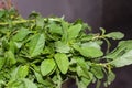 Green Leafy Vegetable of Amaranth Species