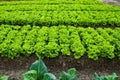 Green leafy vegetables Royalty Free Stock Photo